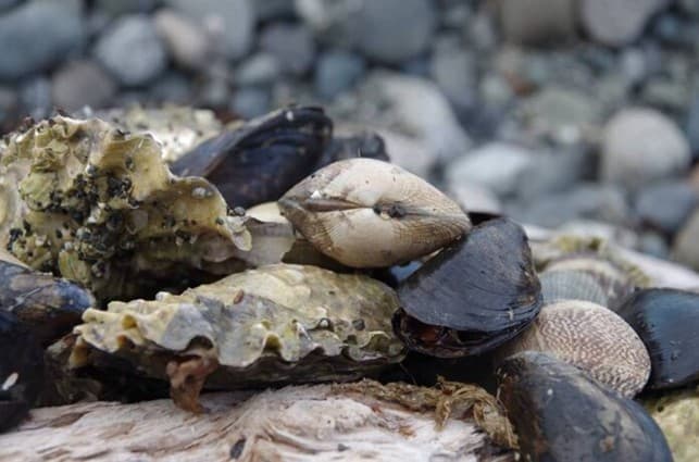Shellfish Harvesting