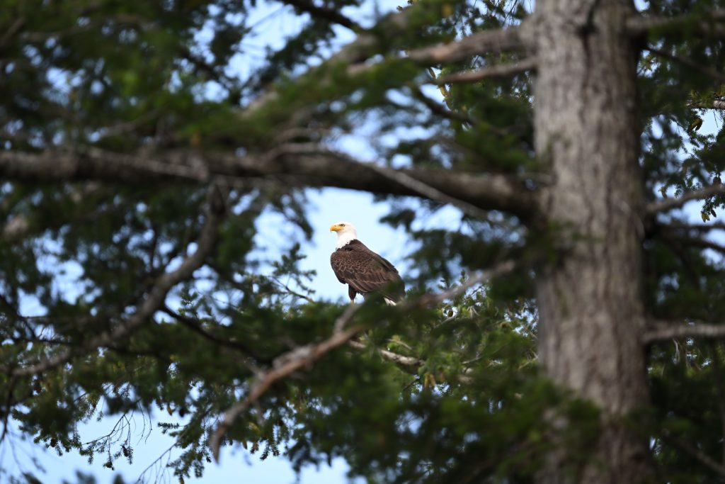 eagle on tree